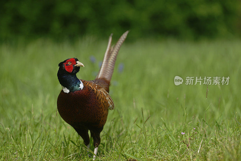 雄性野鸡（Phasianus colchicus）